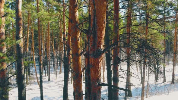 Sunlit Thin Pine Tree Trunks in Snowy Coniferous Forest