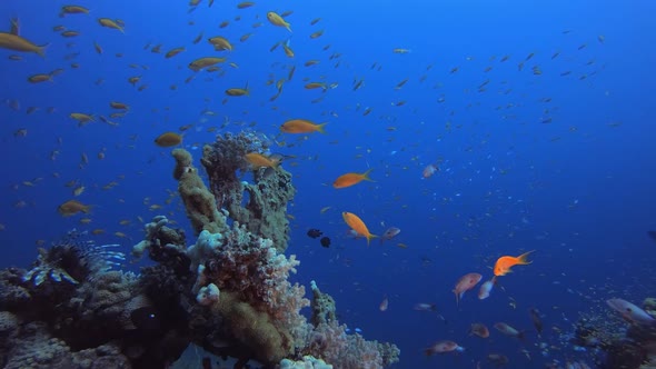 Tropical Blue Water Colourful Fishes