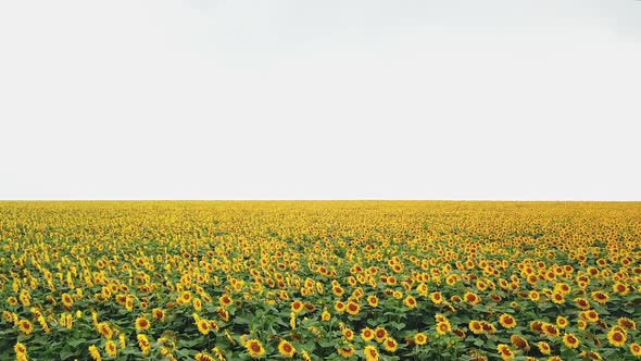 Huge field with sunflower plants blooming in summer day on the background of white sky.