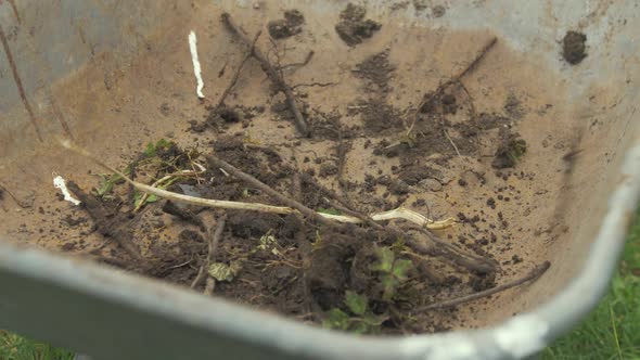 Taking roots and weeds from wheelbarrow and throwing them in