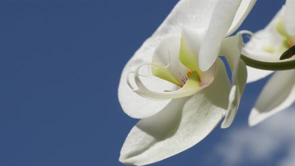 Macro of Phalaenopsis amabilis  white flower and blue sky  4K 2160p 30fps UltraHD footage - Details 