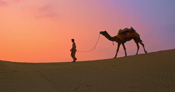 Indian Cameleer (Camel Driver) Bedouin with Camel in Sand Dunes of Thar Desert on Sunset, Rajasthan