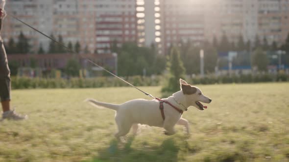 The Owner of the Animal Walks in the City Park with a Dog