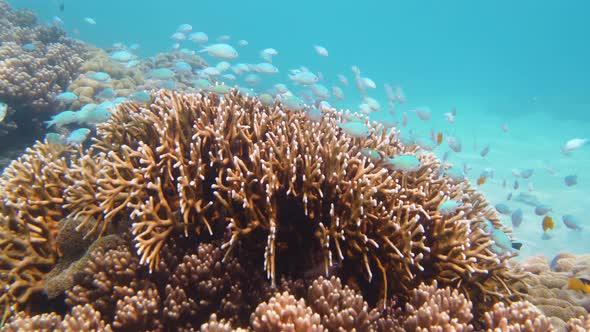 Coral Reef and Tropical Fish. Leyte, Philippines