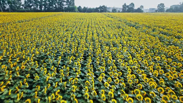 Yellow Farm Field with Sunflowers