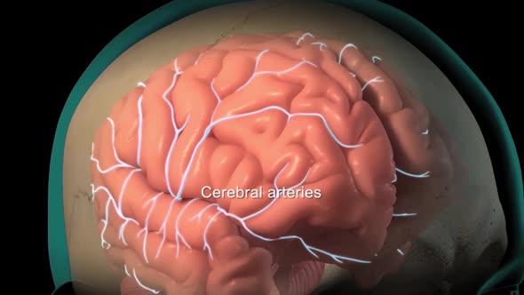 Intracranial vasculature cerebral arteries