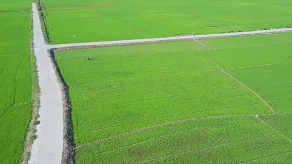 Drone View Rice Fields Local Man Sprinkles Near Road