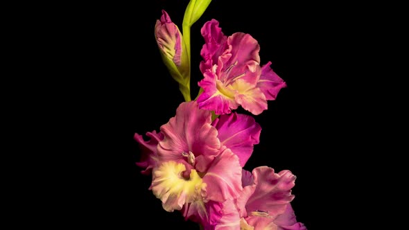 Time lapse of Opening Purple Gladiolus Flower