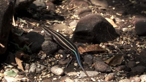 Lizard Escaping Over the Ground in Super Slow Motion