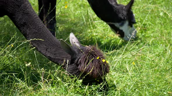 Group of different colored alpacas grazing and eating grass of farm field during summer,close up.