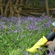 Affectionate young couple in field with bluebells - VideoHive Item for Sale