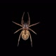 Spider  - VideoHive Item for Sale