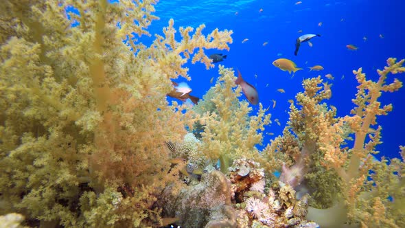 Reef Coral Tropical Garden