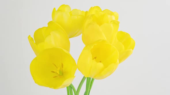 Opening of Beautiful Large Yellow Tulips Flower on White Background