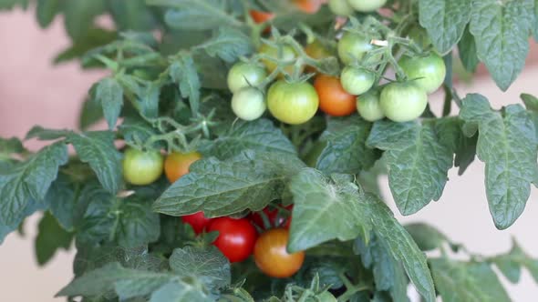 Bush Of Tomatoes In A Pot. Clusters Of Tomatoes Are Visible. Some Are Ripe, Some Are Still Green.