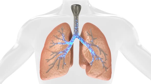 Oxygen and Carbon Dioxide Exchange in the Human Lung