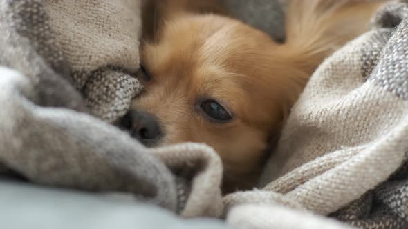 Portrait of Adorable Funny Longhair Chihuaha Dog Sleeps in Plaid