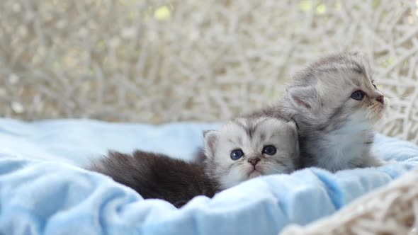 Close Up Of Scottish Kittens Playing On Bed