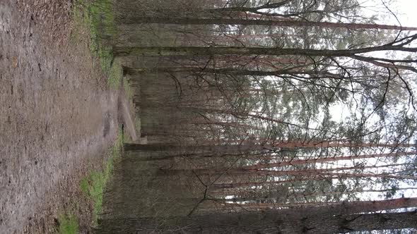 Vertical Video of a Road in the Forest Slow Motion