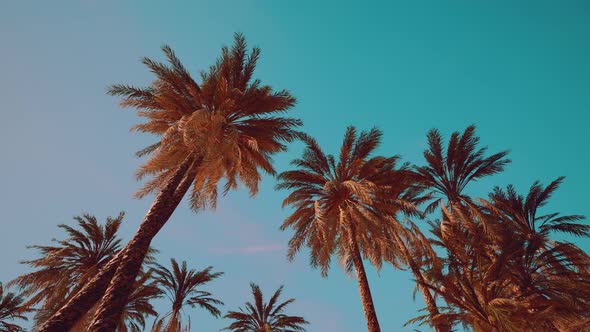 View of the Palm Trees Passing By Under Blue Skies