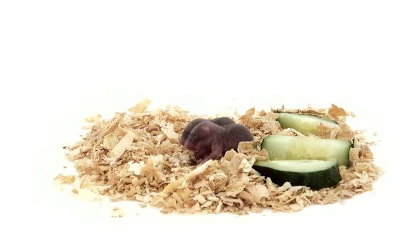 Baby Hamster in Sawdust