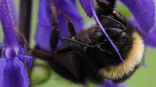 Macro shot of a bumblebee sitting on a purple flower in slow motion