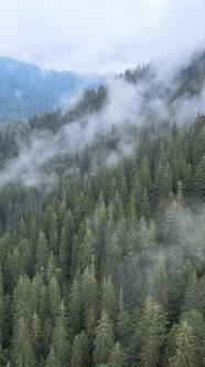 Vertical Video of Fog in the Mountains