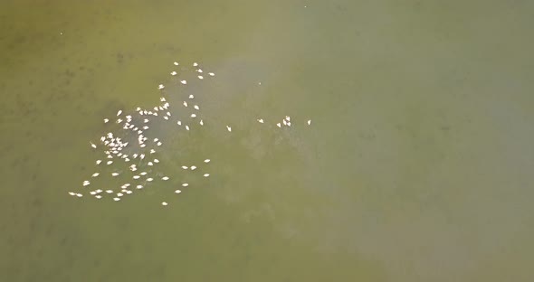 Breeding Grounds of Pelicans in Tuzly Estuary National Nature Park Near By Black Sea Coast, Ukraine