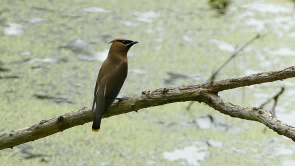 Stunning Cedar Waxwing bird perched on a branch then flying away. Static shot.