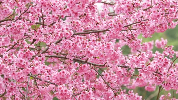 Cherry Blossom