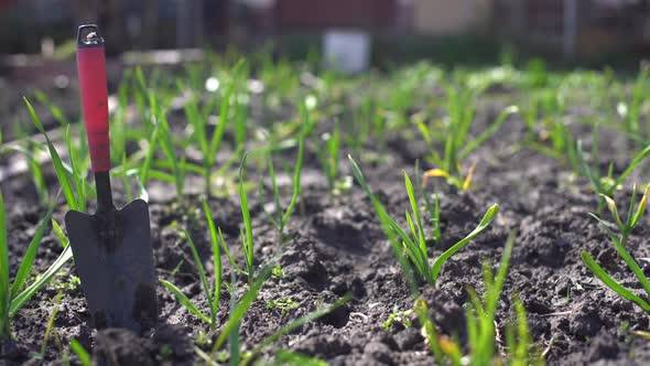 Organically Cultivated Garlic Plantation in the Vegetable Garden