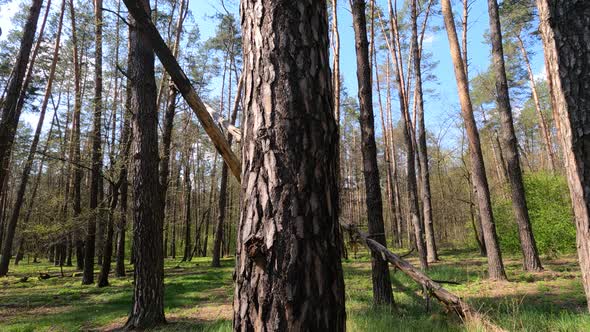 Walking Through the Forest with Pine Trees During the Day POV Slow Motion