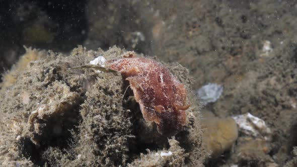 Marine science observation of the Nudibranch species Thordisa slowlying along a soft coral sponge.