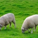 Sheep graze on a green meadow on a summer sunny day - VideoHive Item for Sale