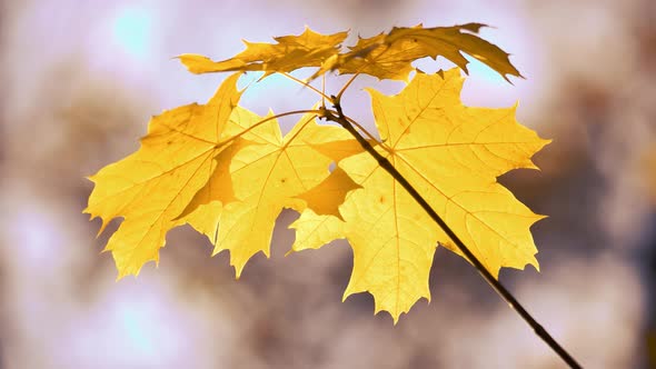 Close Up of Golden Maple Tree Leaves