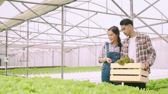 handheld asian couple farmer takecare and harvest green fresh plant in hydroponics farm