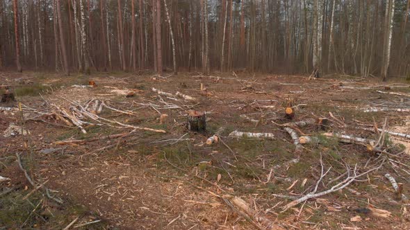 Felled Branches on the Ground Among the Stumps