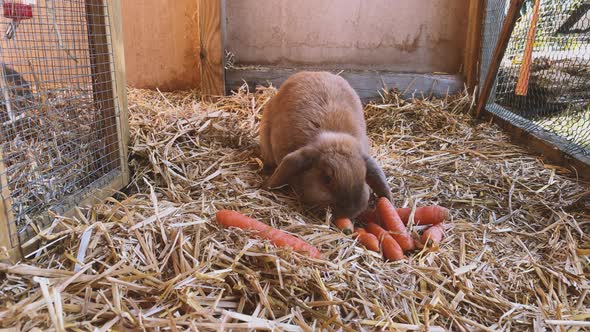 Rabbit 2019 March 22 008