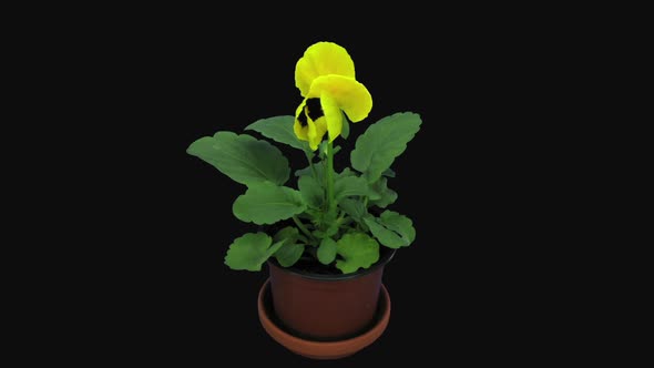 Time-lapse of opening yellow red Viola flower