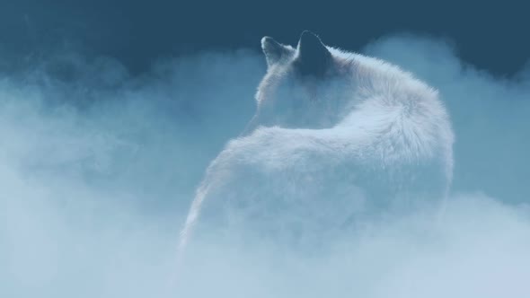 Wolf Moving Around In Mist