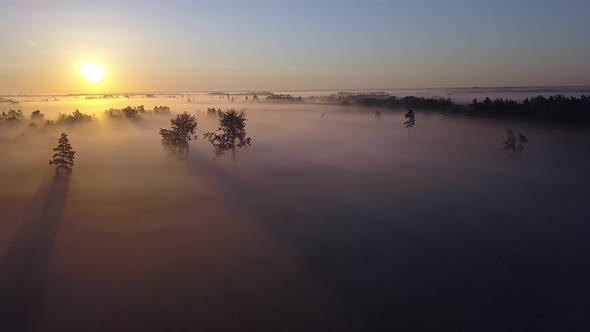 Above the Fog