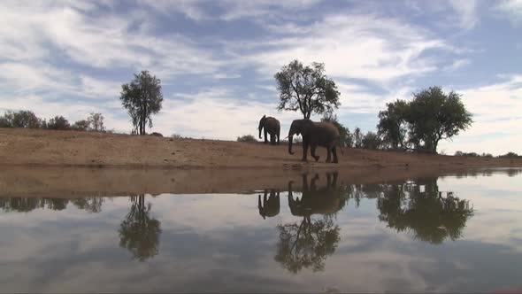 Low angle view of elephants and sky reflected in their watering hole