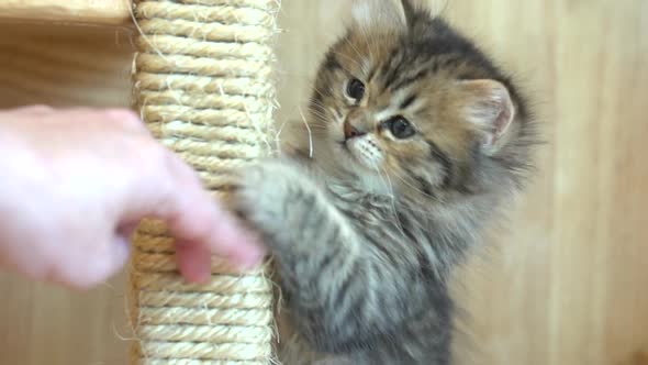 Asain Woman Hand Playing With Persian Kitten