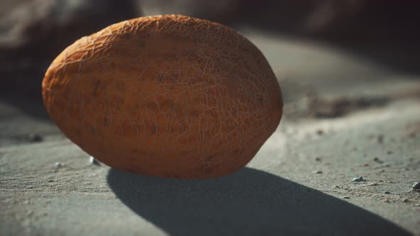 Desert Melon on the Sand Beach