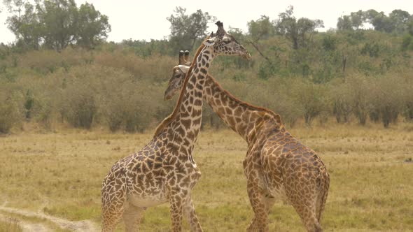 Two giraffes moving around each other