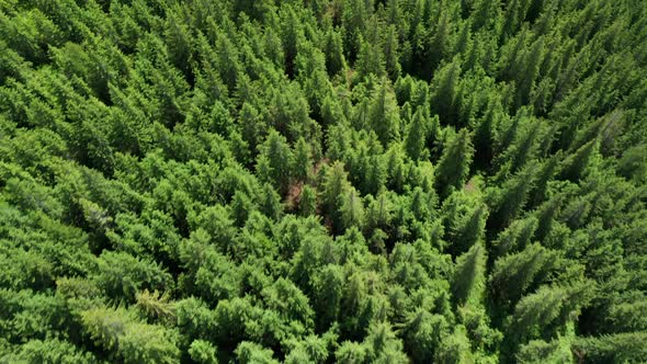 Aerial Drone View of Treetops in a Coniferous Forest