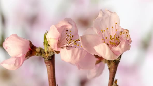 Peach Fruit Flower Blossom Timelapse on White