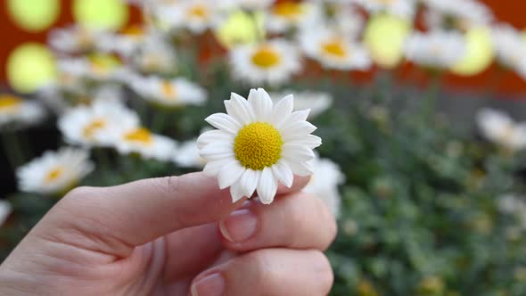 Woman Hands Tears Off Petals of Chamomile