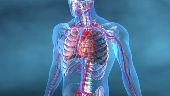 human body organs and veins