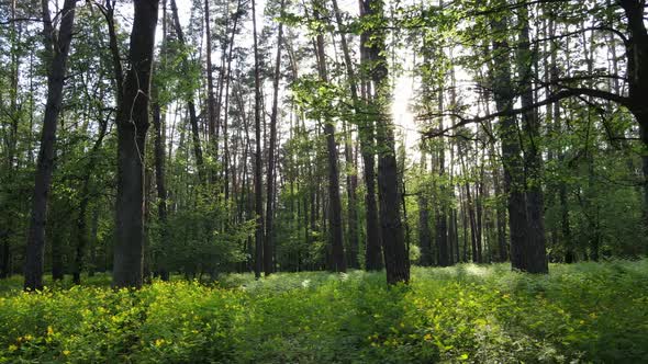 Wild Forest Landscape on a Summer Day